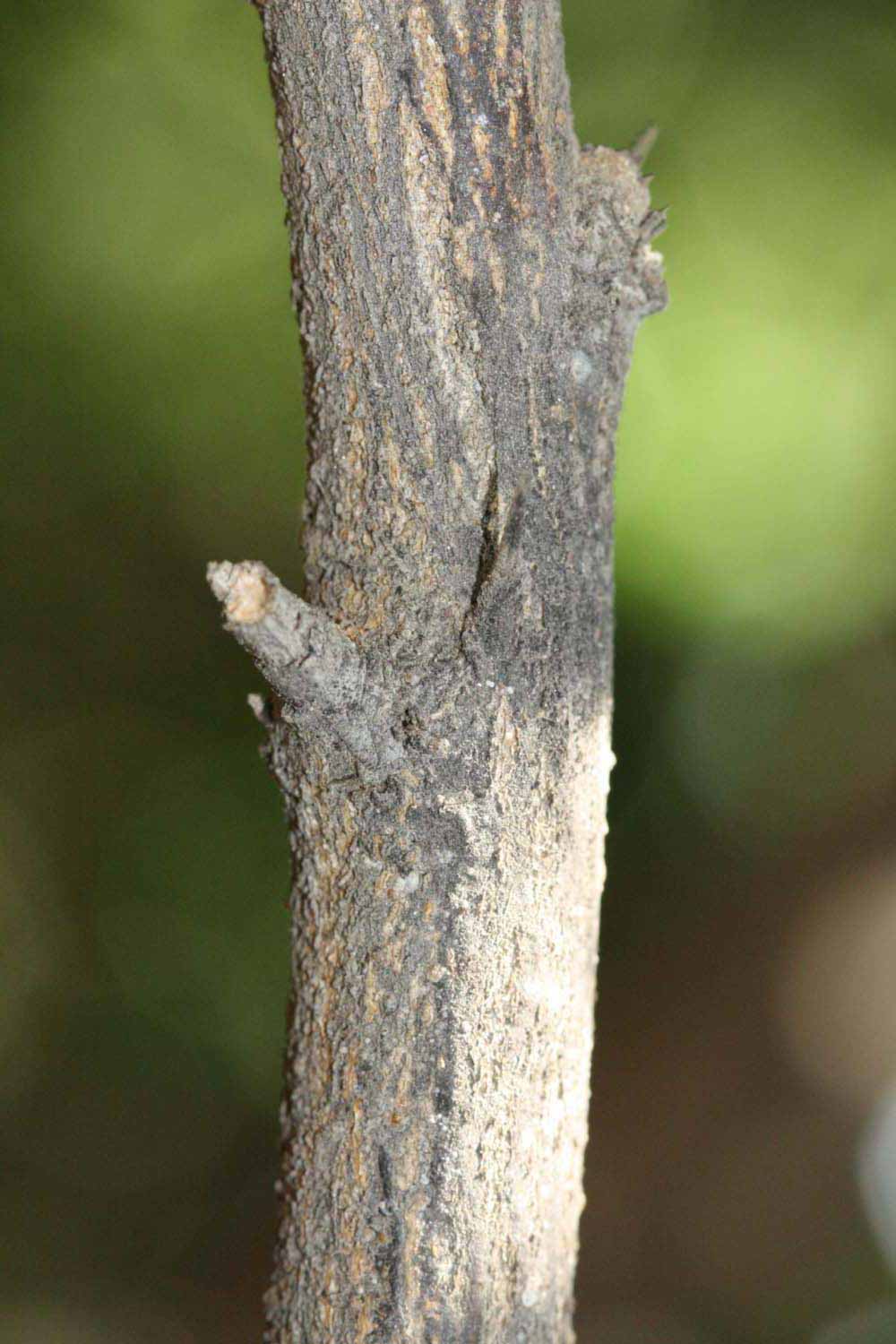              Second - third year twig (Riverside, CA)       